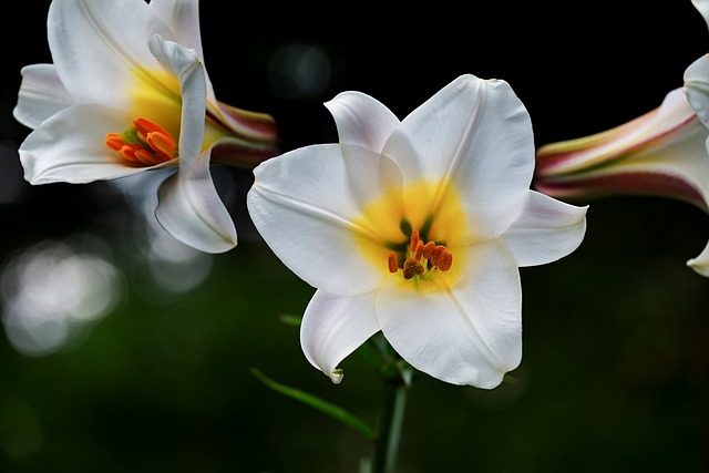 lillies