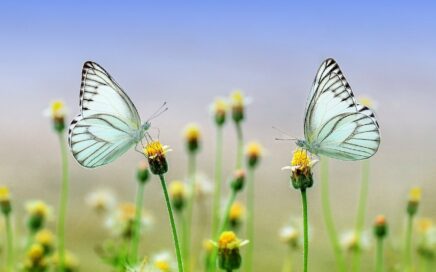 butterflies