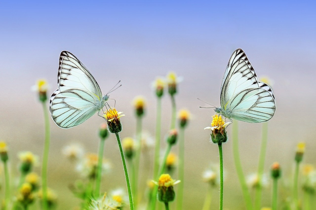 butterflies