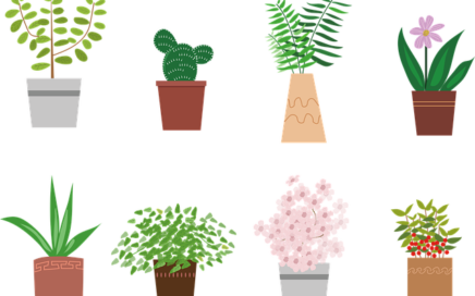 house plants