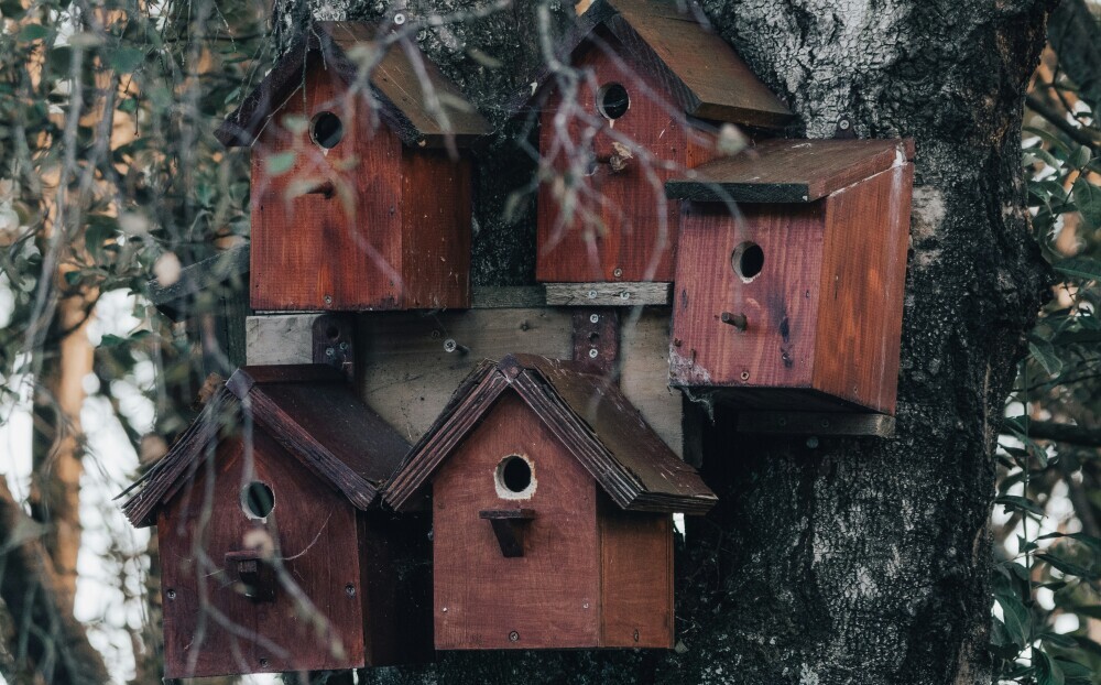 bird boxes