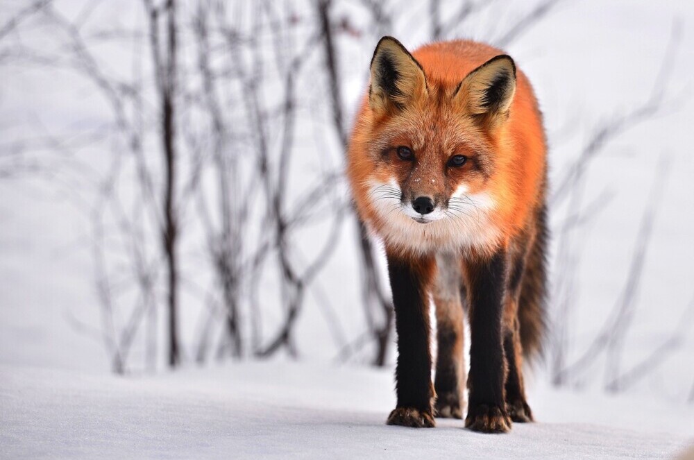 fox in snow