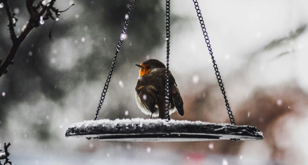 robin in snow