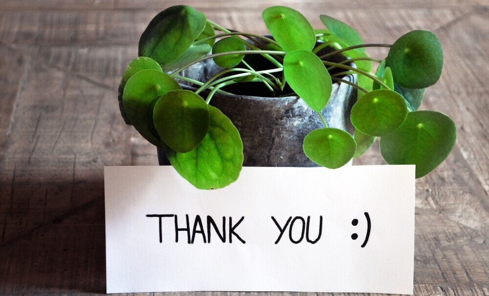 thank you note on plant