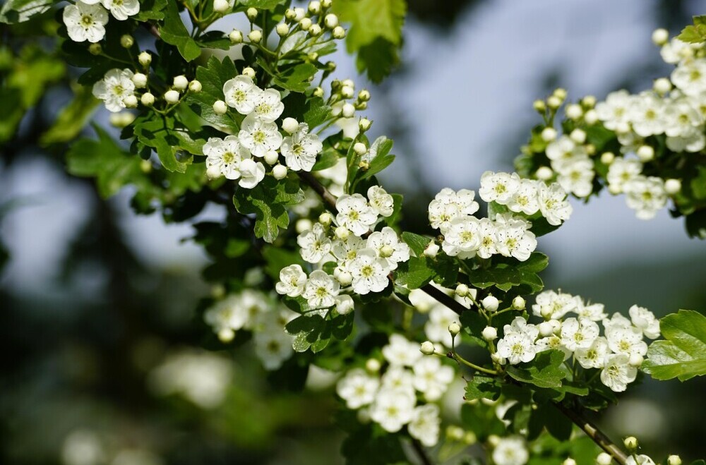 Hawthorn or the May tree
