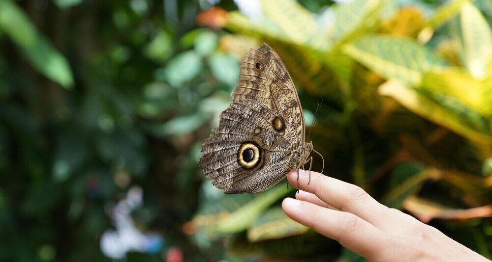 A butterfly on a hand