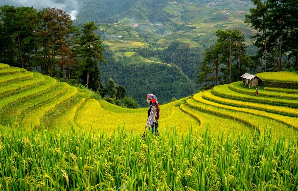 landscape showing tiered agriculture
