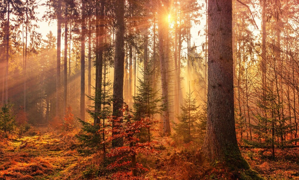 autumn forest with sun shining through trees
