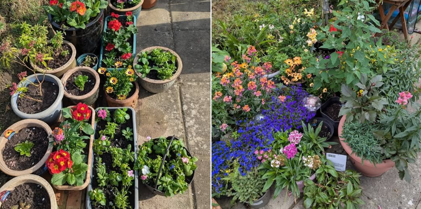 garden plants
