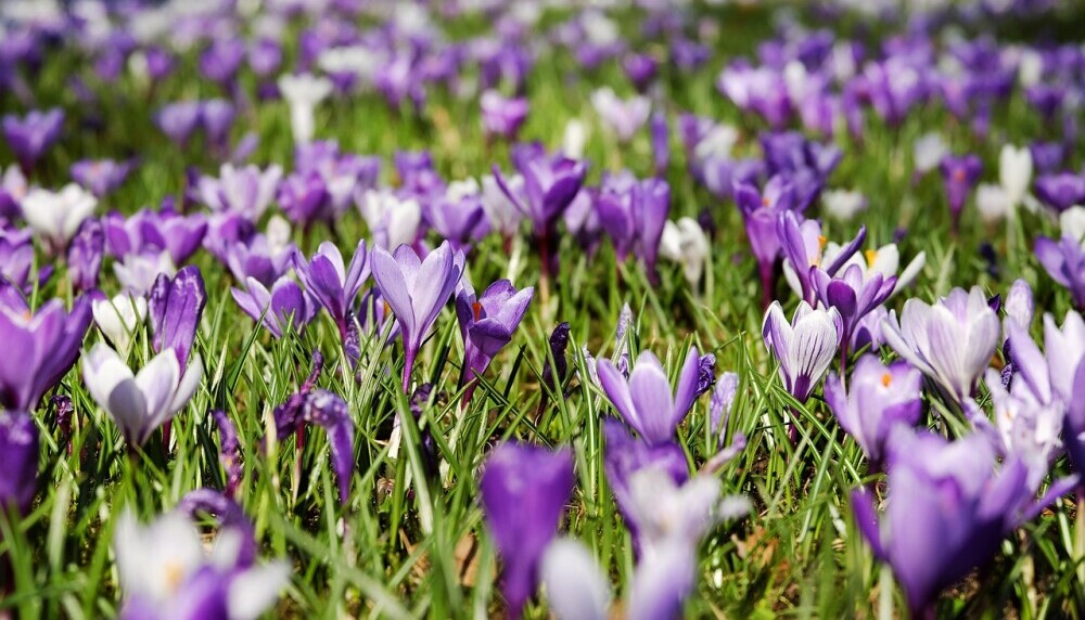 A field of crocuses